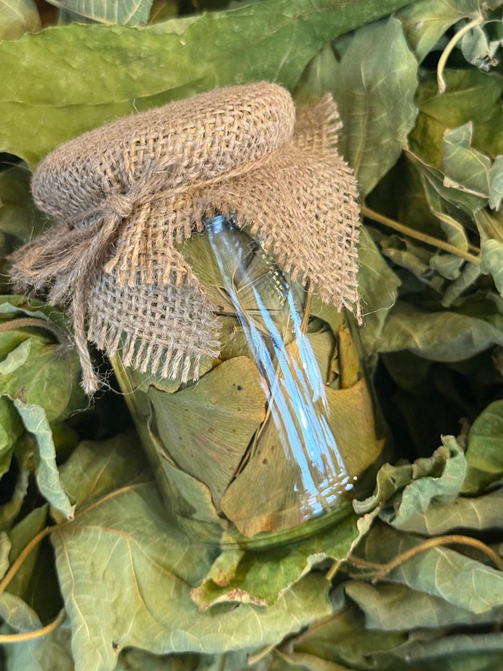 Гинко Билоба - Древна Билка за Памет и Кръвообращение